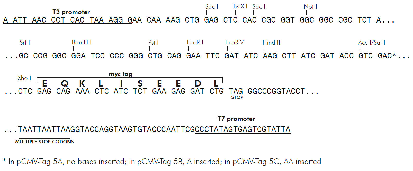 pCMV-Tag 5C 多克隆位点 点击看大图 pCMV-Tag 5C 多克隆位点